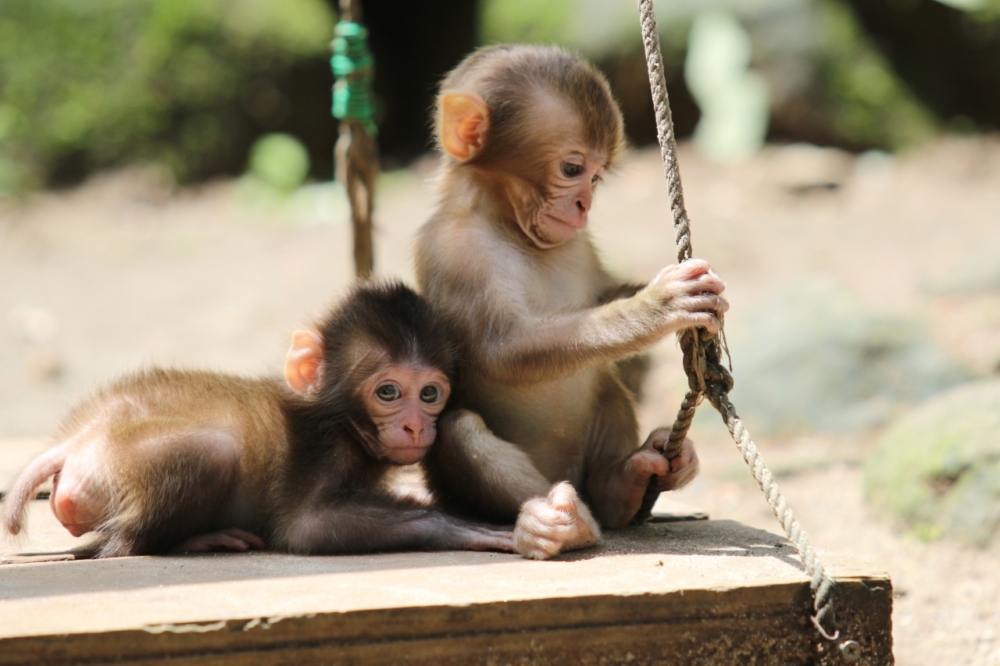 高崎山自然動物園:與上千野生獼猴近距離接觸。