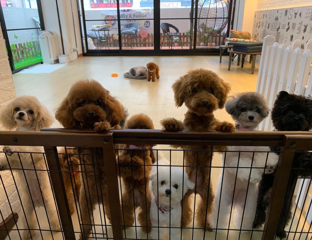這裡主打小型犬互動區，特別適合想與可愛的貴賓犬、博美犬、柴犬等近距離相處的客人。