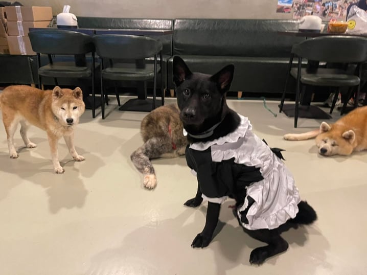 5大狗狗caf懶人包!On Dog Dog Cafe/玩狗cafe打卡地點一覽