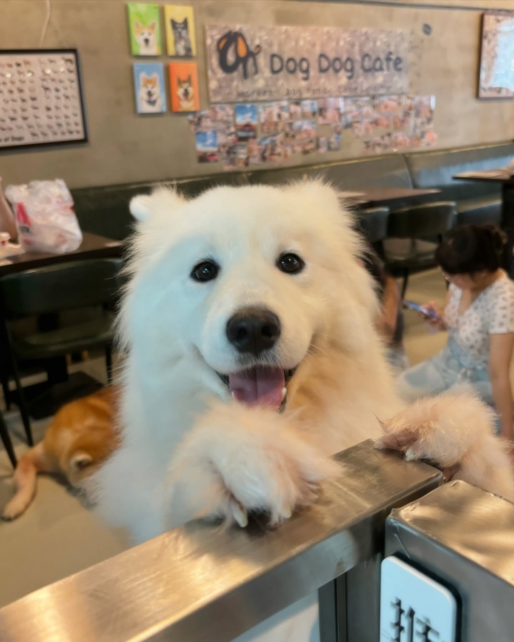 如果你想帶自家狗狗放電，On Dog Dog Cafe 絕對是香港最具代表性的「玩狗cafe」。