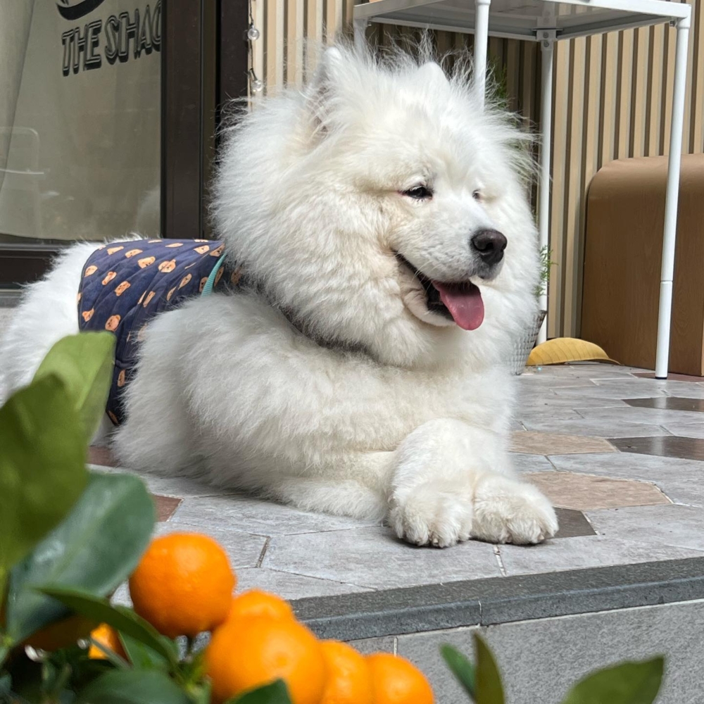 馬灣的 The Shack Cafe 是海景狗 cafe 首選。