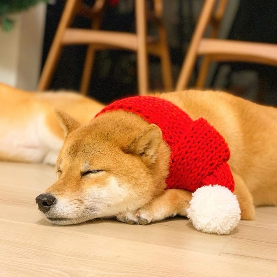 店主曾是動物救援志工，因此店內不僅提供毛孩友善環境，還會定期舉辦領養日與義賣活動。