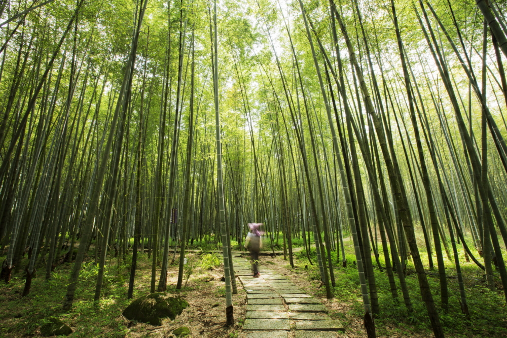 在竹林散步除了可以放鬆身心，更不免讓人思考自己與大自然的關係。