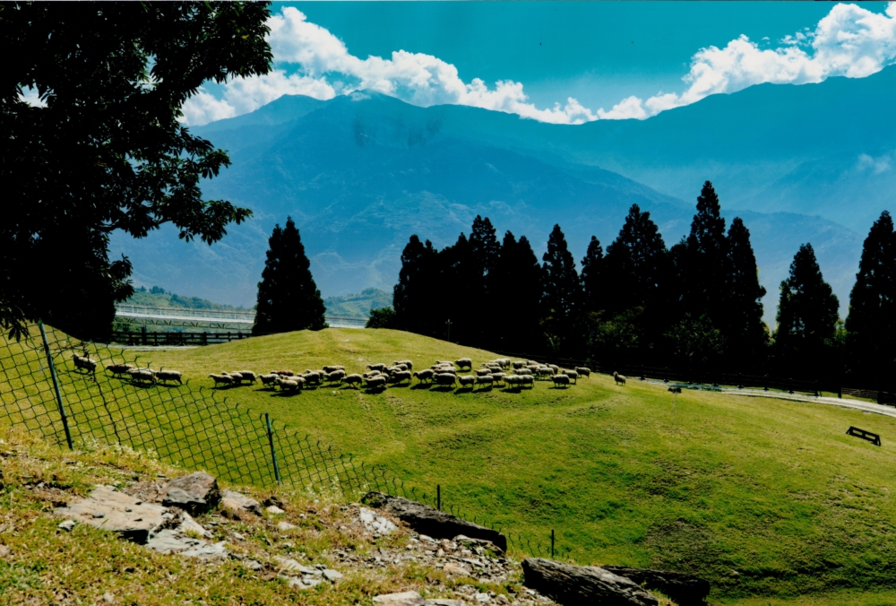 好山好水是南投特色，在山頭看到的羊群讓人一秒放空～