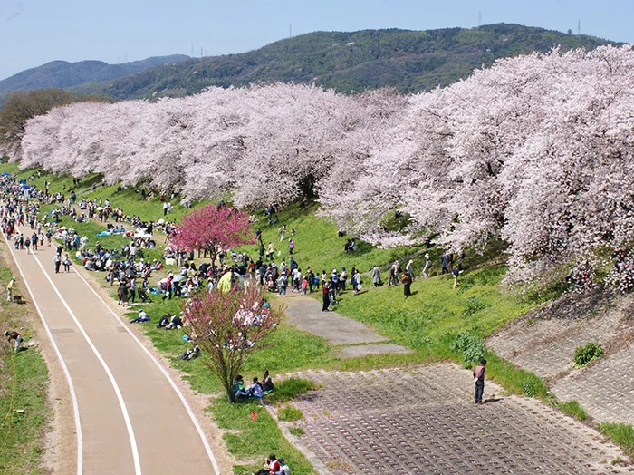 京都背割堤 櫻花盛開