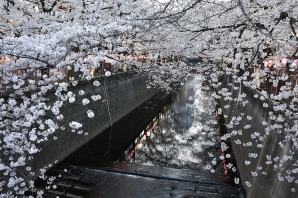 東京目黑川 櫻花滿開