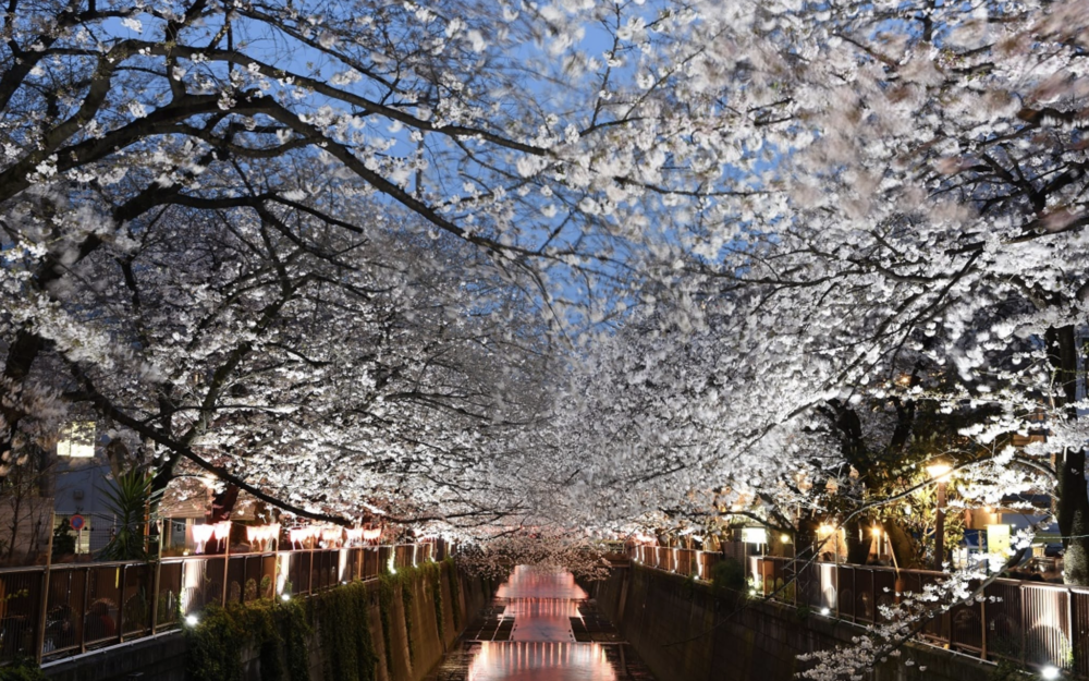 東京目黑川 櫻花滿開