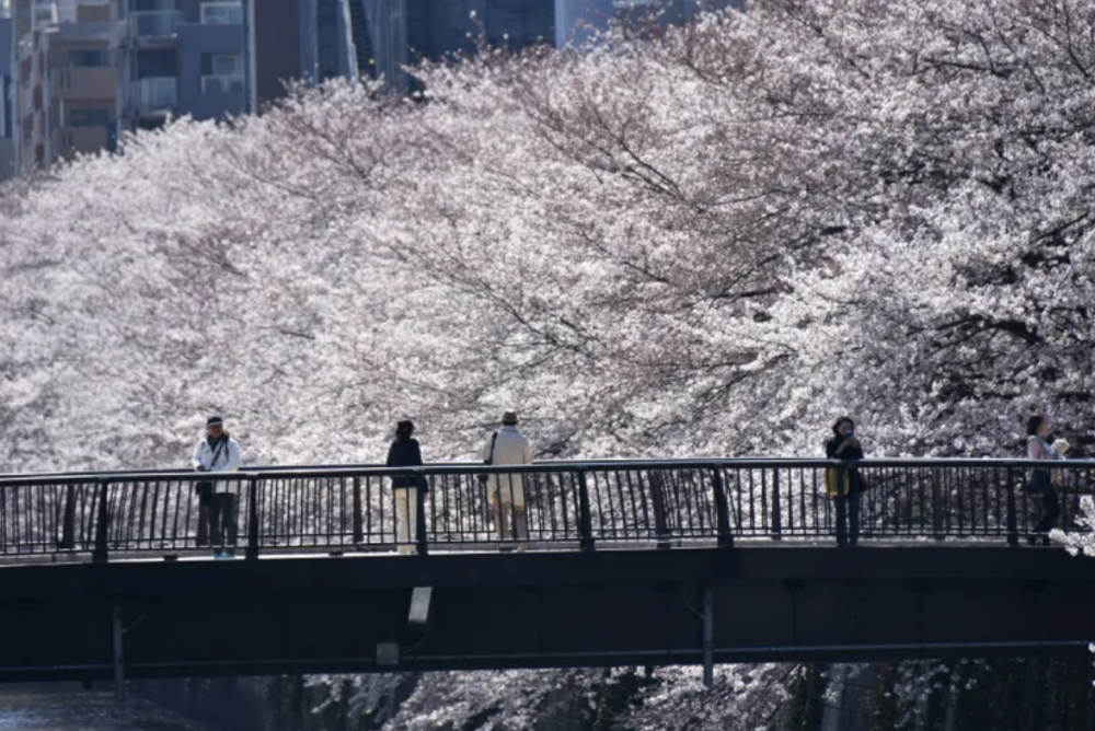 東京目黑川 櫻花滿開