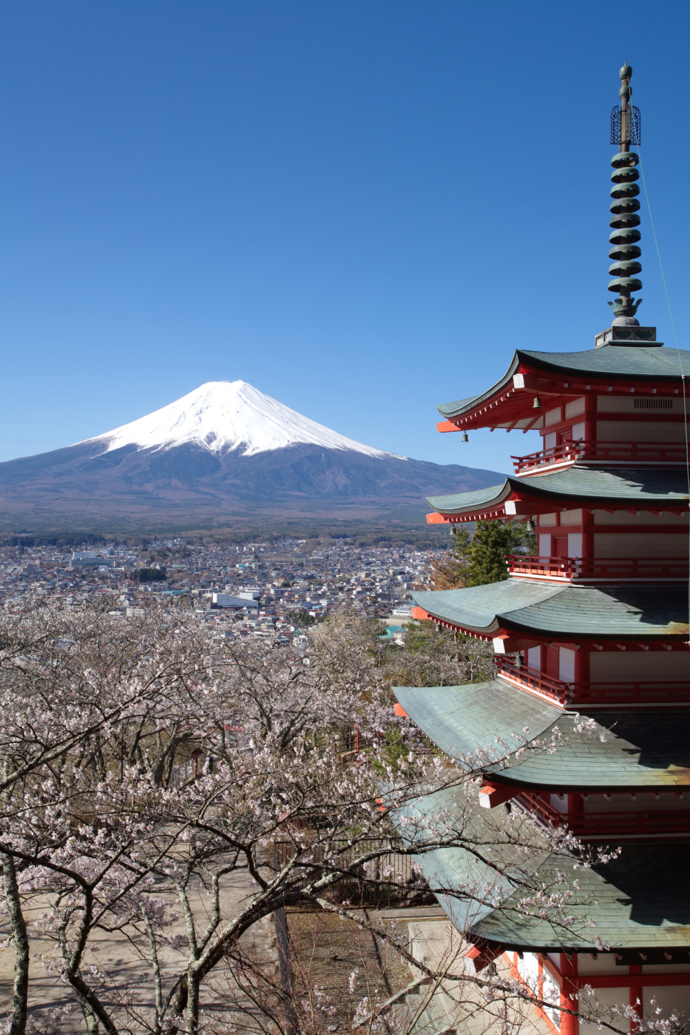 新倉山淺間公園櫻花