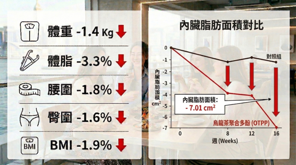  OTPP 可減少內臟脂肪及整體脂肪水平