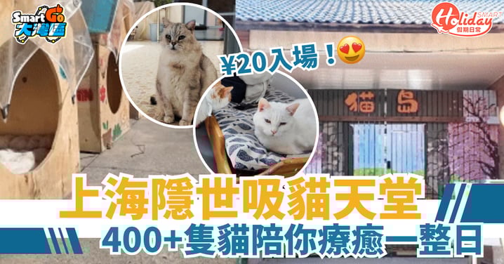 【北上好去處】上海隱世吸貓天堂  ¥20即可入場！400+隻貓陪你療癒一整日