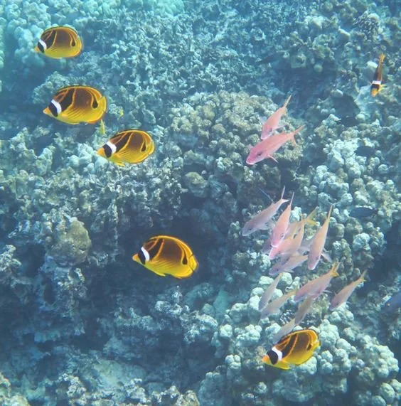 浮潛