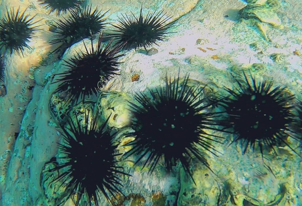 深水浮潛