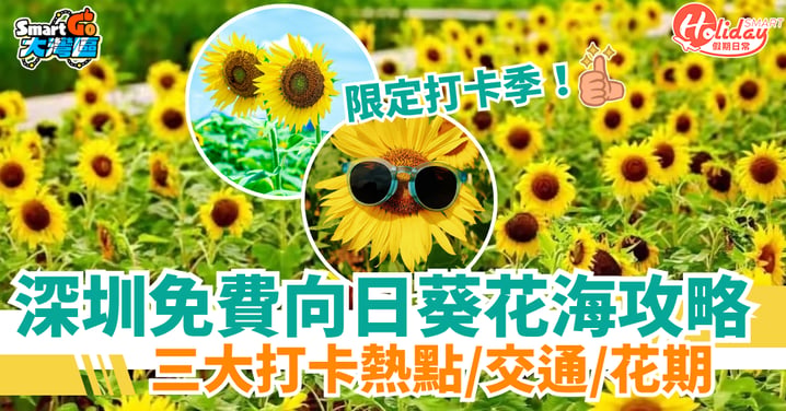 【北上好去處】深圳3大免費向日葵花海！交通／花期／打卡貼士一覽