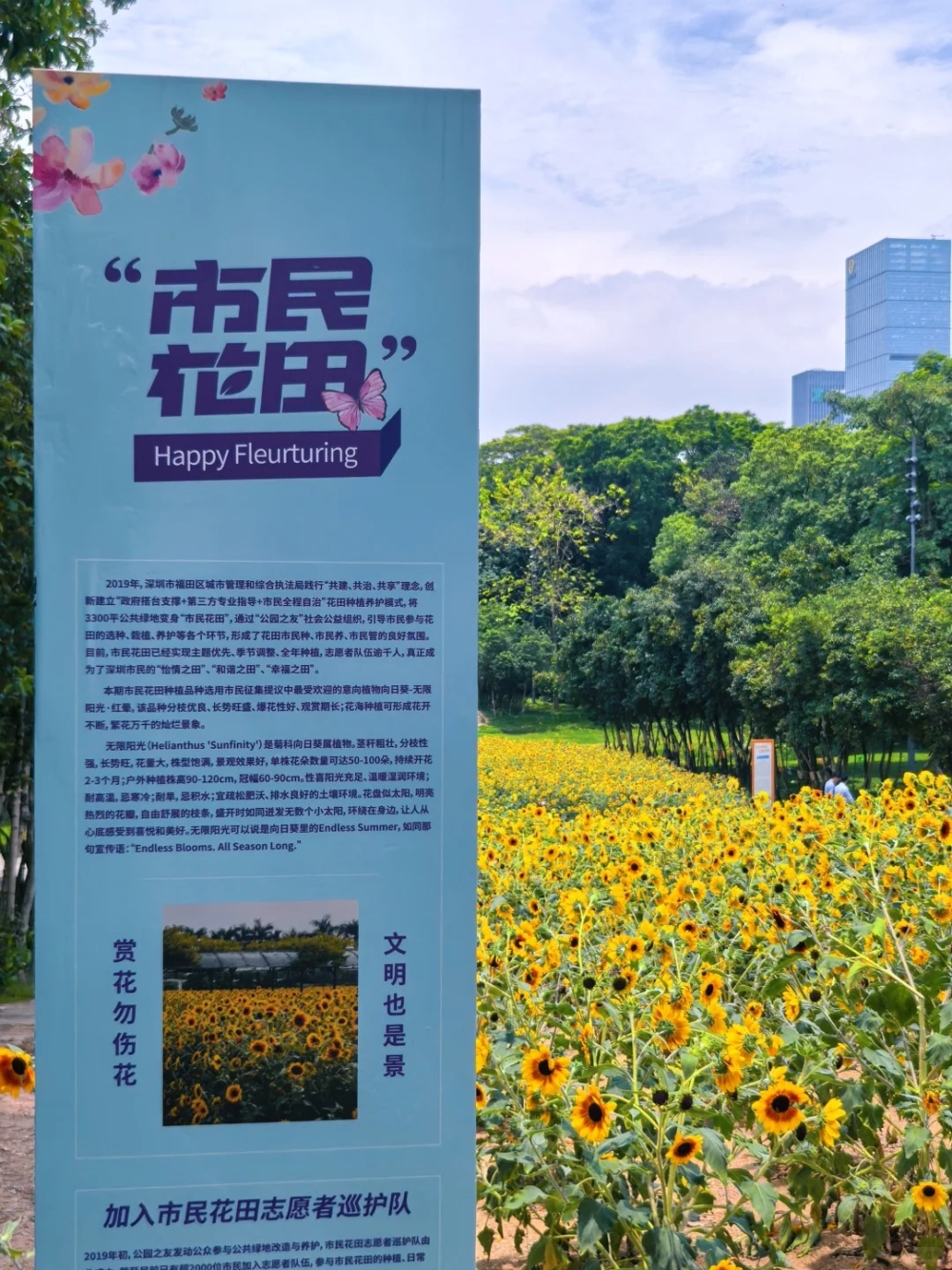 市民中心花田