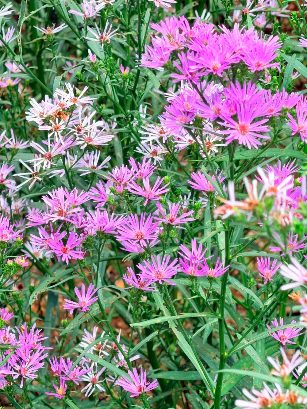 紫苑花海