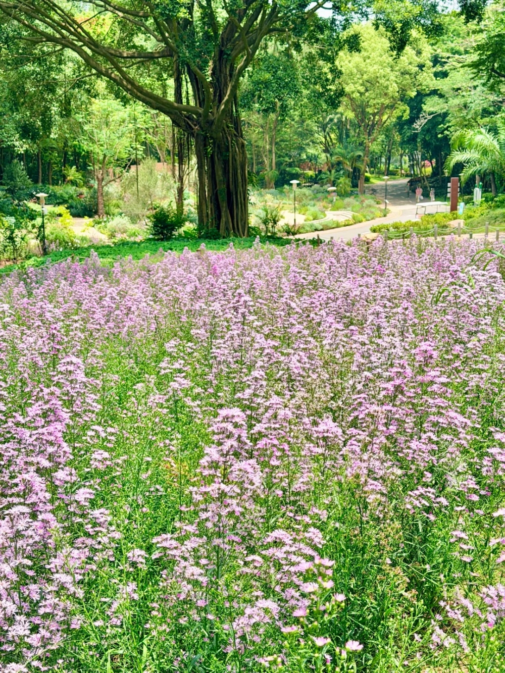 紫苑花海