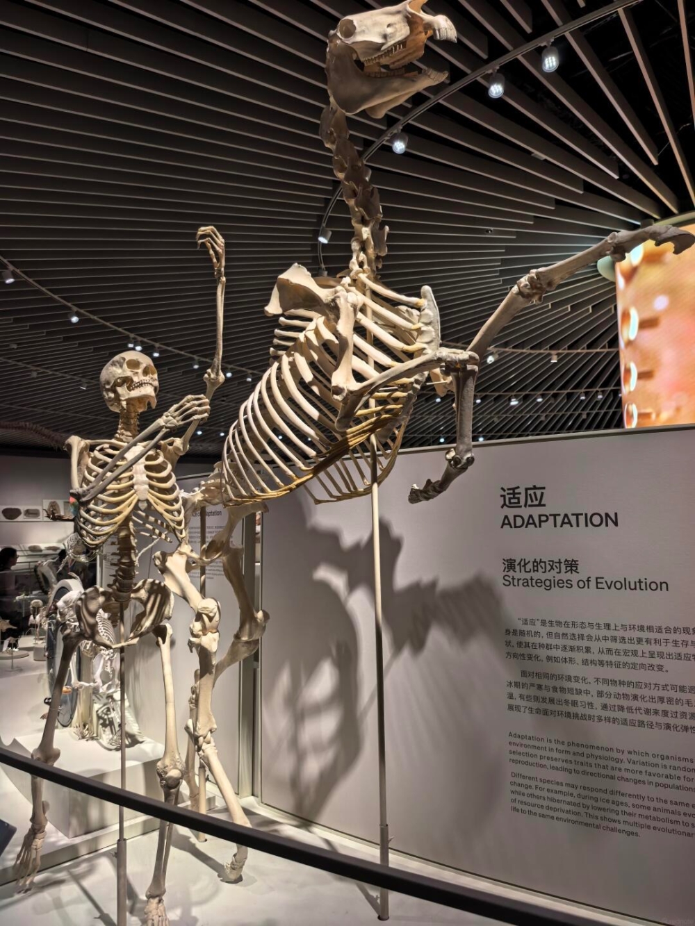 深圳自然博物館正式開幕
