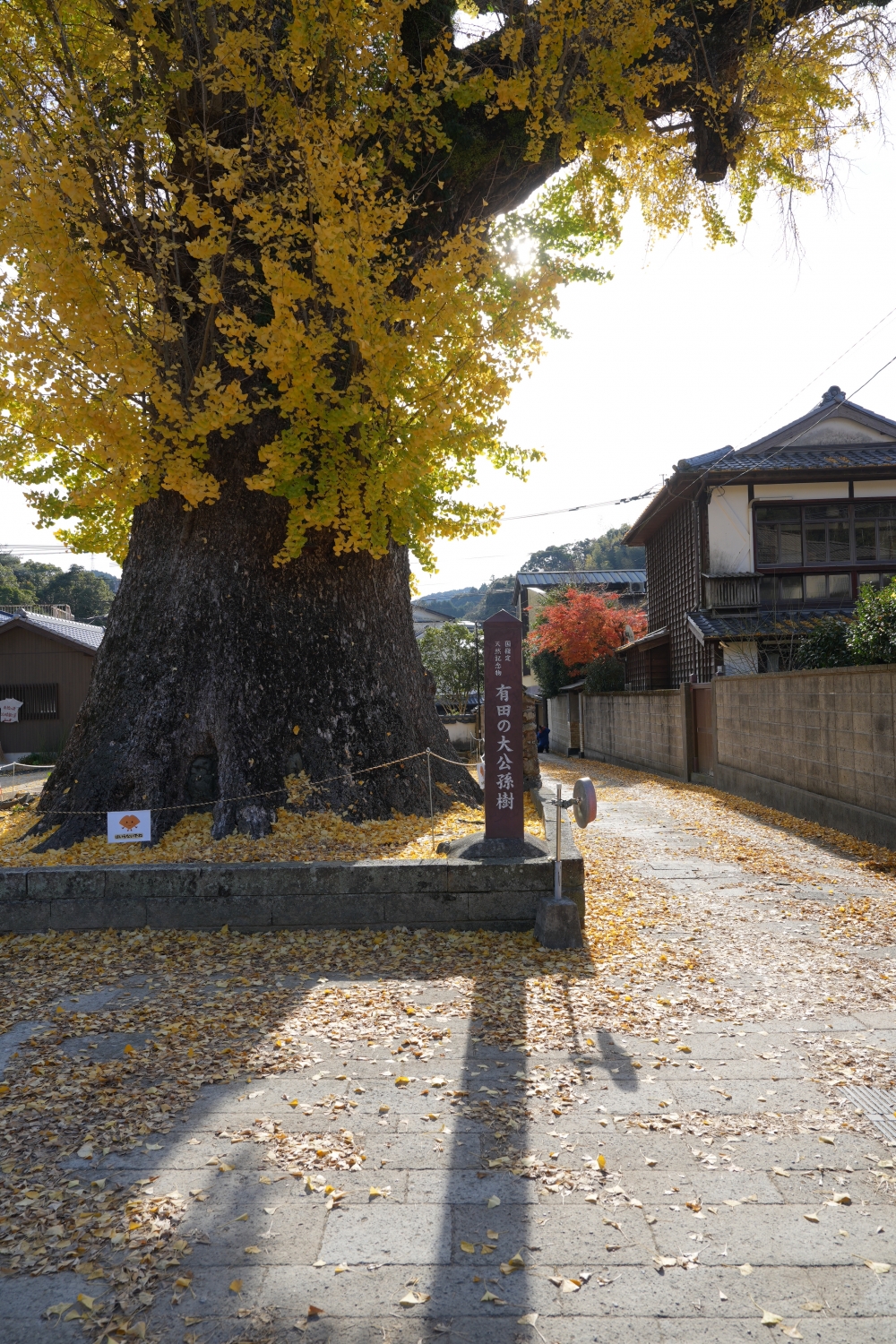 杏樹每年11月下旬樹葉轉成金黃色,獨特秋日風景吸引無數遊客。