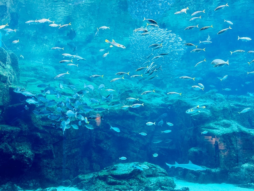 水族館嘅水槽仿照九十九島海灣嘅地形設計,可以觀賞到數以萬計嘅海洋生物。