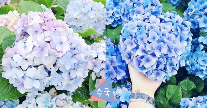 到韓國絕不能錯過！夏日限定⋯超粉嫩浪漫繡球花！