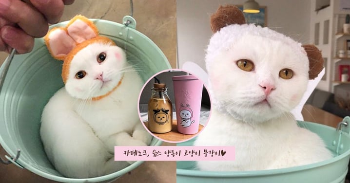 韓國Knock咖啡廳爆紅全因「店長太萌」！貓咪Mugang每天窩在水桶裡接客，比歐巴店員還受歡迎～