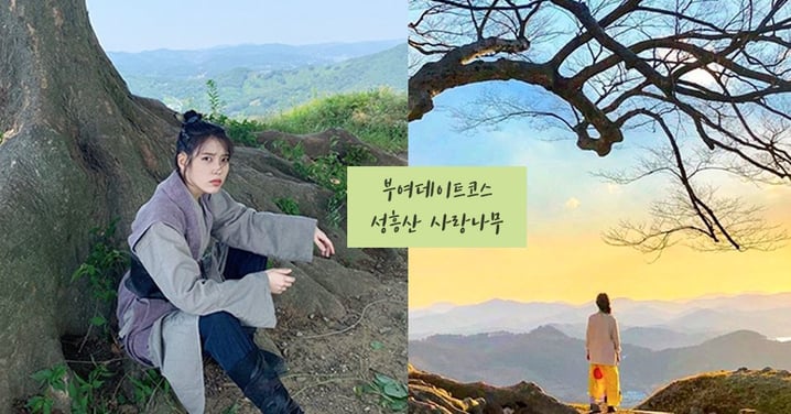 韓劇打卡景點「聖興山城愛情樹」♥ 《德魯納酒店》裡張滿月喜愛的大樹！超好拍還可以看夕陽～