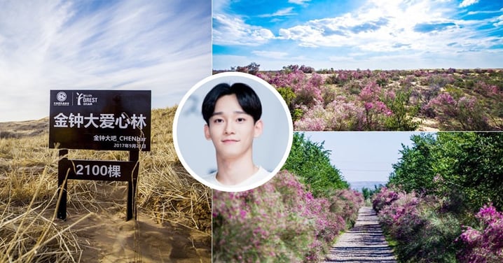 見證粉絲的愛！EXO成員CHEN粉絲兩年前種植2100棵樹苗的“金鍾大愛心林”，現在成了美麗花海～