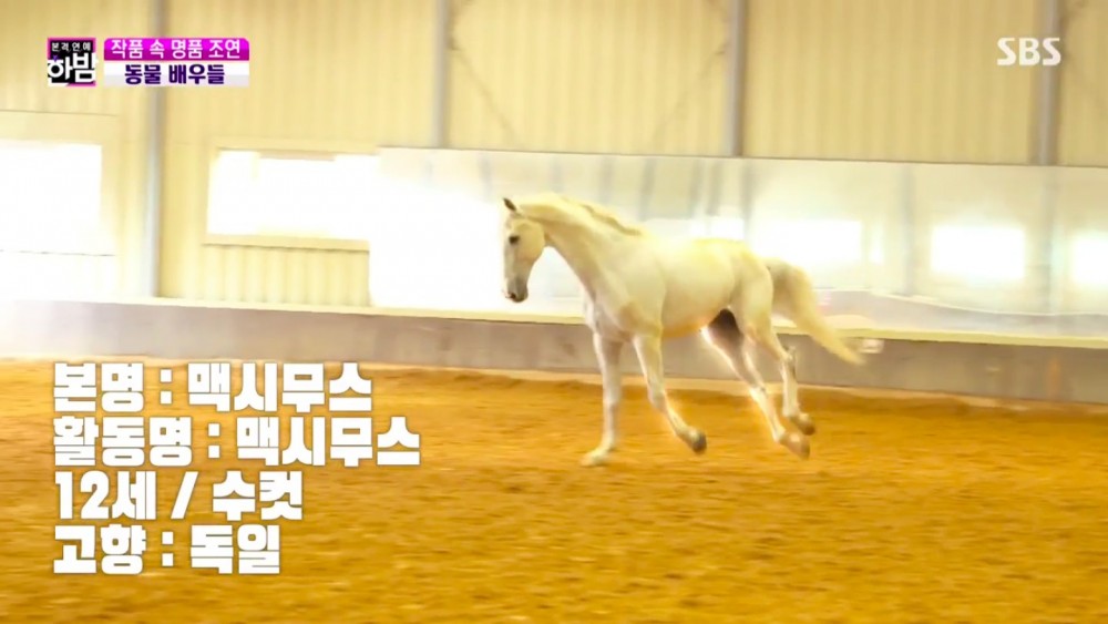 《The King：永遠的君主》白馬麥希穆斯專訪