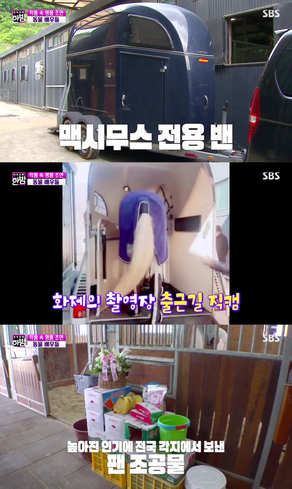 《The King：永遠的君主》白馬麥希穆斯專訪