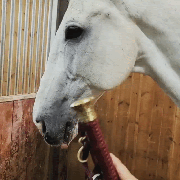 IG @rubino_horse0917