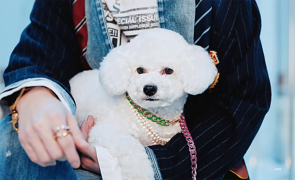 袞王李敏鎬、EXO吳世勳「御用白馬」！麥希穆斯根本是另類「男神收割機」