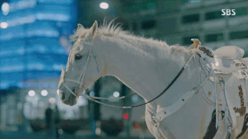 袞王李敏鎬、EXO吳世勳「御用白馬」！麥希穆斯根本是另類「男神收割機」