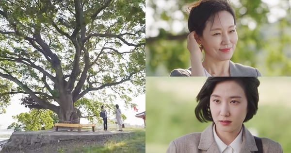 《非常律師禹英禑》「朴樹」隱藏的象徵意義！暗示英禑與媽媽注定無法在一起？