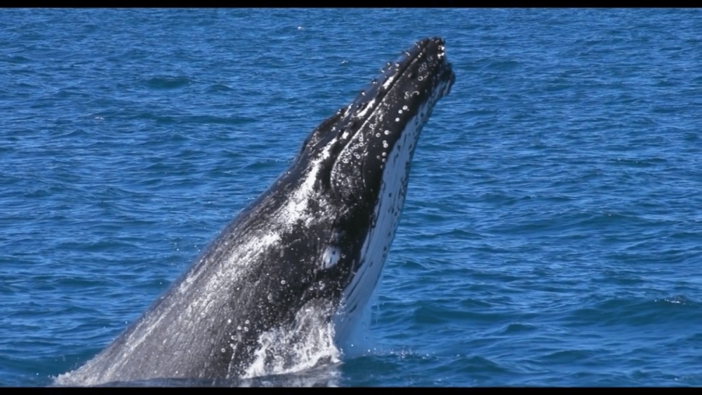 劇中植入鯨魚影片