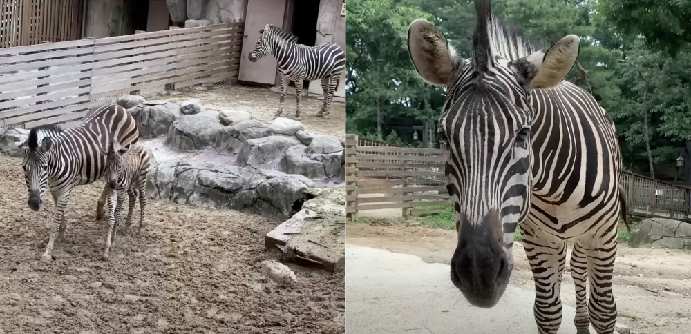 出逃小斑馬背後故事