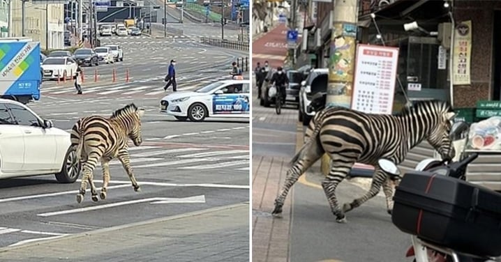 首爾兒童大公園「2歲小斑馬」出逃！街上遊蕩3小時才被抓回去「背後藏悲傷故事QQ」