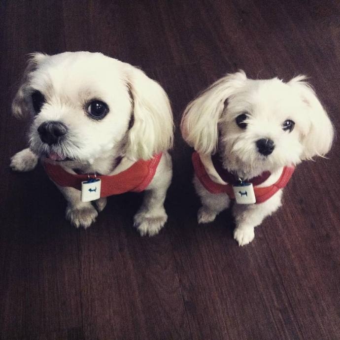 宋昰昀曾在IG曬愛犬