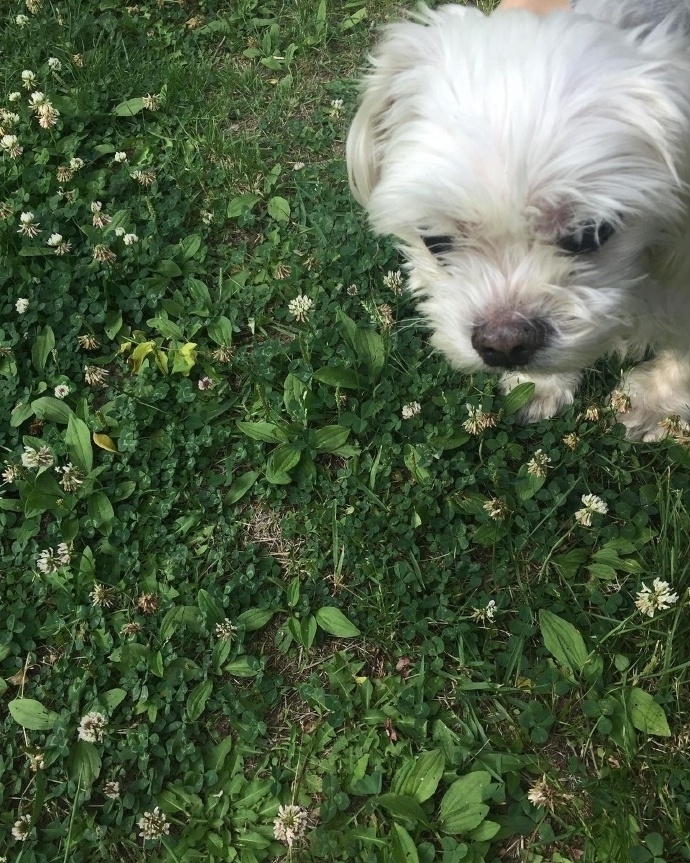 宋昰昀曾在IG曬愛犬