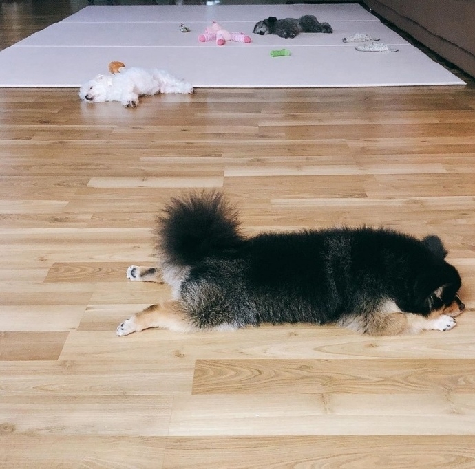 宋昰昀曾在IG曬愛犬