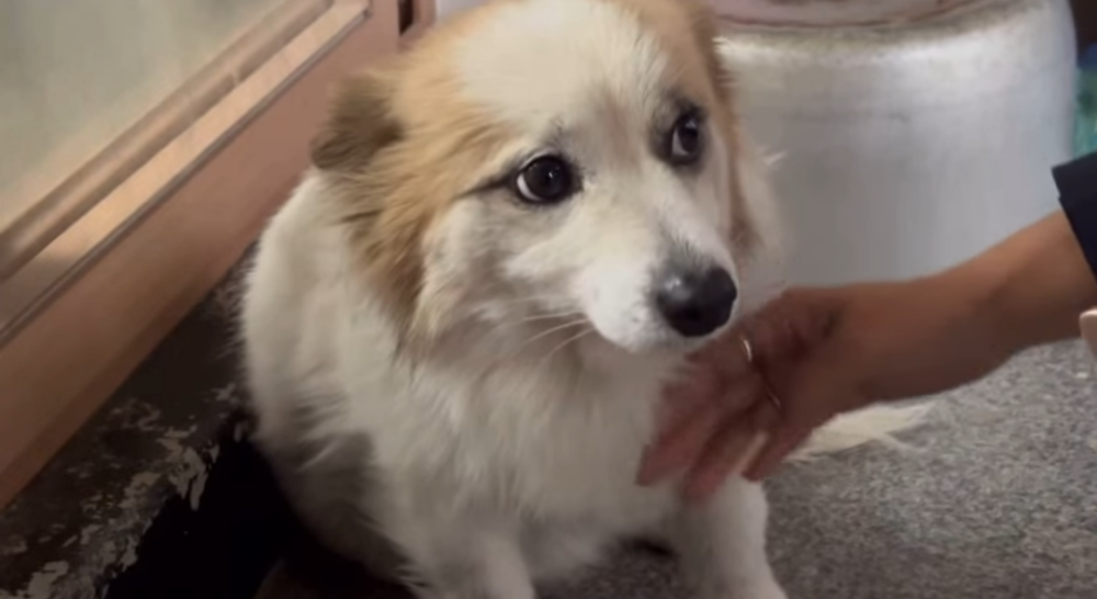 布丁已經接受了檢查,目前過得非常健康