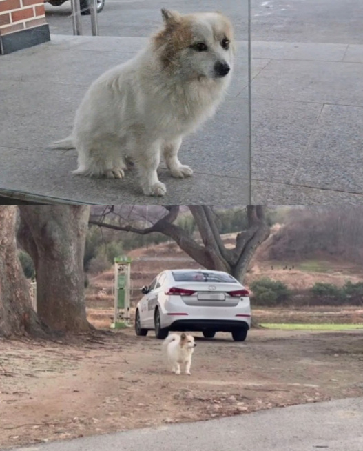 布丁在村裡徘徊