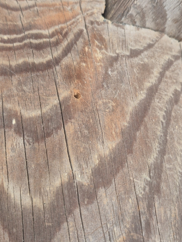 劇組在木柱上留下多個釘孔