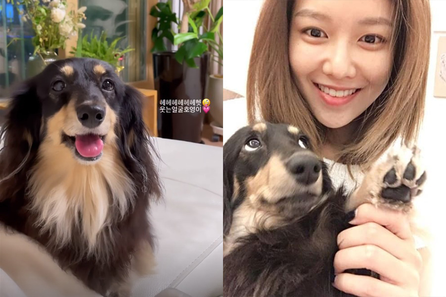 用鄭敬淏與秀英兩人名字命名的愛犬「淏英(호영)」