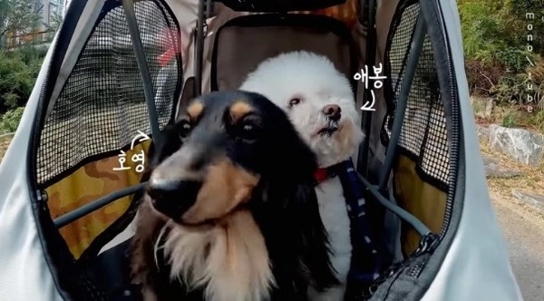 「淏英(호영)」和「愛風(애봉)」