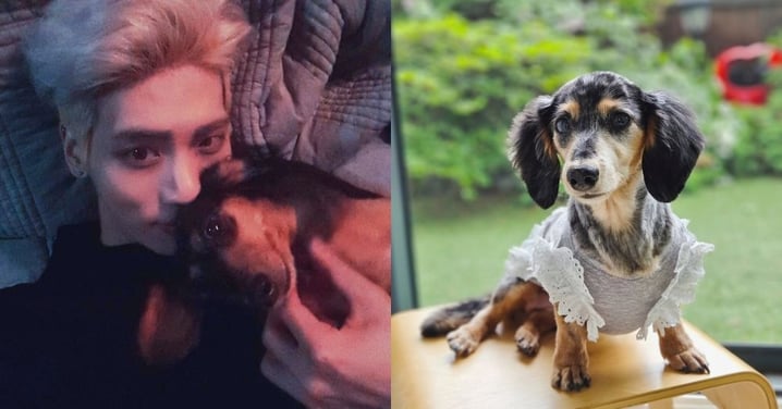 SHINee鐘鉉愛犬離世,曾失蹤3天奇蹟尋回!粉絲心碎:在另一個世界和爸爸相聚吧