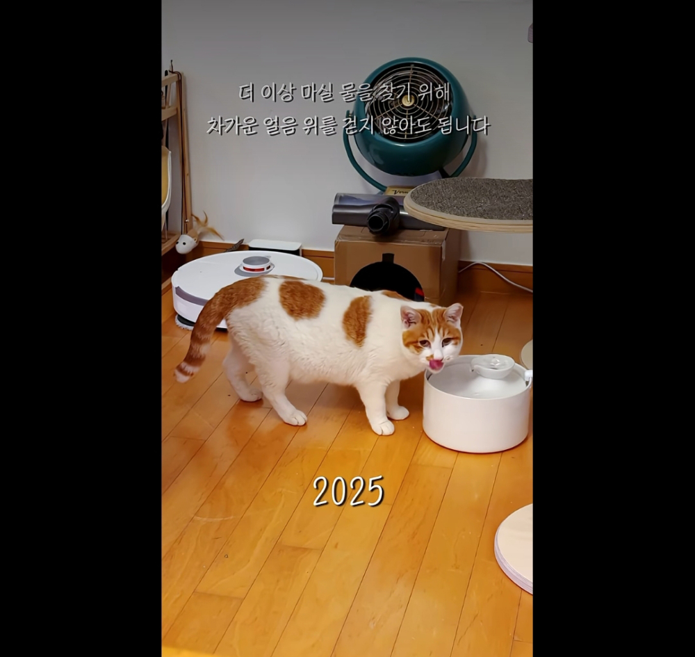 流浪漢江的貓咪現在變成家貓啦～