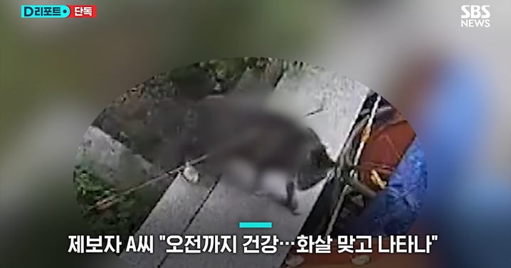 韓國一貓咪「背部被箭射穿」兇手已被捕!行凶原因曝... 牠拖傷體已失蹤多日