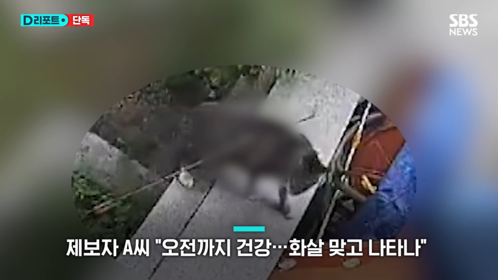 貓咪背部被箭射穿